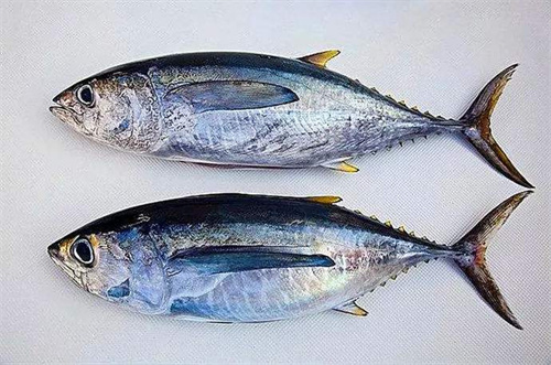 黄鳍金枪鱼